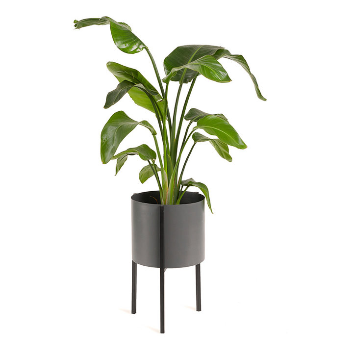 Plantenbak - Delphine Zwart Laag - 3