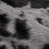 Koeienhuid - Desert Koe Zwart Wit